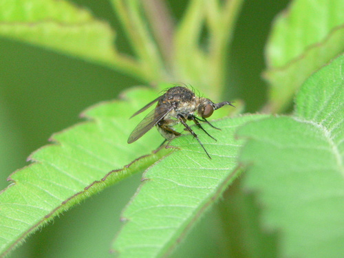 Toxophora amphitea photo 5