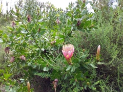 Protea aurea aurea