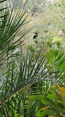 Amblyospiza albifrons