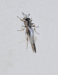 Scelionidae