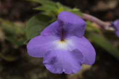 Achimenes longiflora