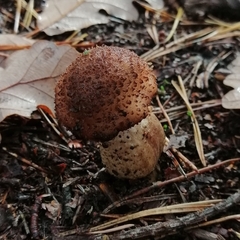 Lycoperdon nigrescens