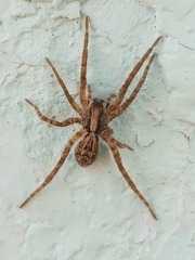 Araneae
