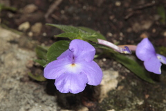 Achimenes longiflora
