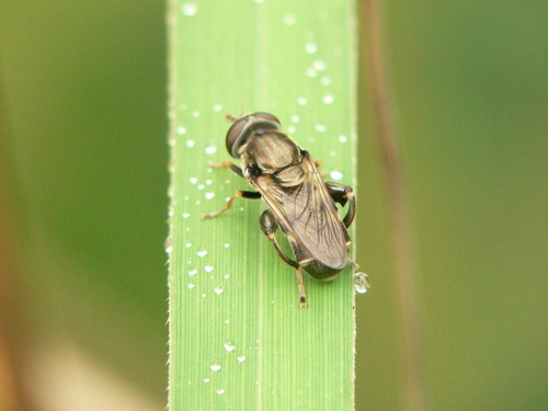 Tropidia mamillata