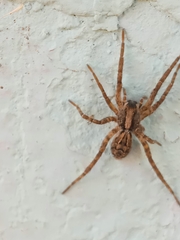 Araneae