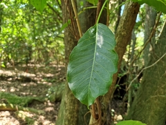 Ficus luschnathiana