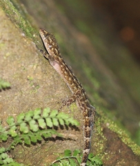 Cyrtodactylus