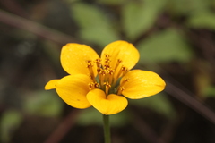 Sclerocarpus uniserialis