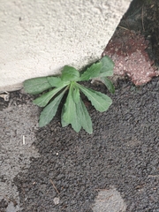 Erigeron floribundus