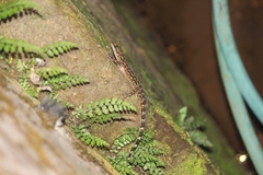 Cyrtodactylus