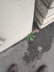 Erigeron floribundus