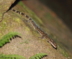 Cyrtodactylus