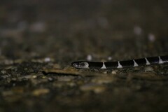 Bungarus multicinctus