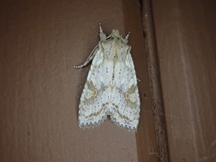 Lithophane bethunei