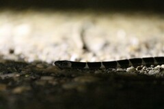 Bungarus multicinctus