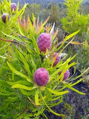 Leucadendron eucalyptifolium