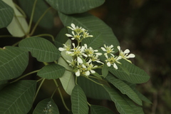 Euphorbia leucocephala