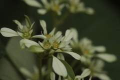 Euphorbia leucocephala
