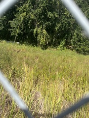 Paspalum floridanum