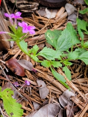 Glandularia maritima