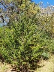 Cupressus forbesii