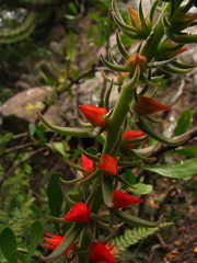 Echeveria coccinea