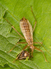 Nabis limbatus
