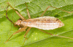 Nabis limbatus