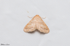 Idaea inclinata