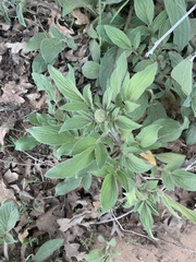Phacelia