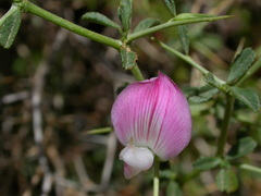 Ononis spinosa antiquorum