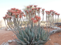 Aloe hereroensis