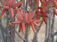 Aloe hereroensis