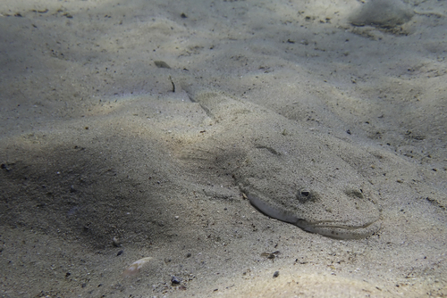 Bartail flathead (Platycephalus indicus) — Platycephalidae