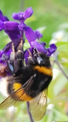 Bombus