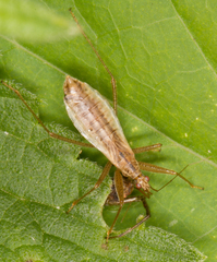 Nabis limbatus