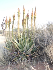 Aloe gariepensis