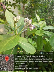 Calotropis gigantea