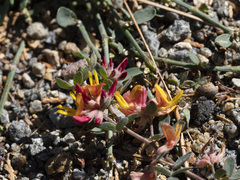 Acmispon decumbens