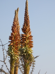 Aloe gariepensis