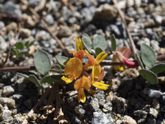 Acmispon decumbens