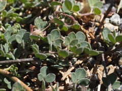 Acmispon decumbens