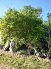 Bursera rupicola