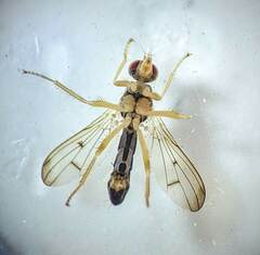 Scathophagidae
