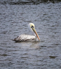 Pelecanus thagus
