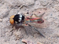 Callomyia dives