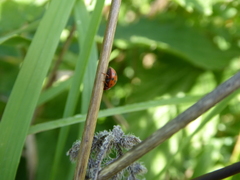Subcoccinella vigintiquatuorpunctata