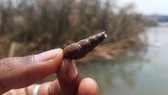 Thiaridae