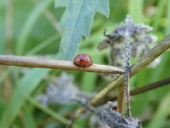 Subcoccinella vigintiquatuorpunctata